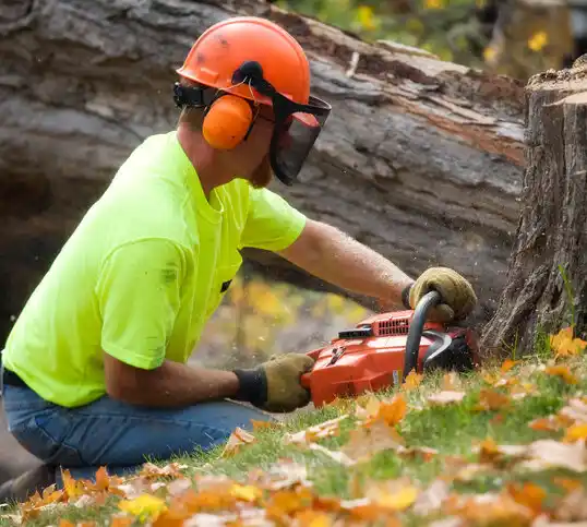 tree services Northwest Ithaca